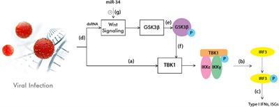 MicroRNA Involvement in Signaling Pathways During Viral Infection